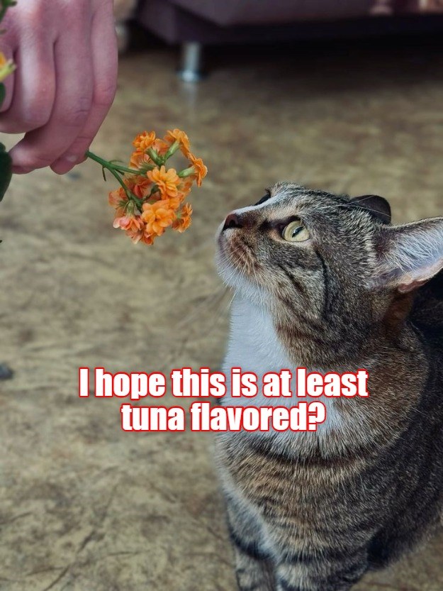 I Hope This Is At Least Tuna Flavored? - Lolcats - Lol 