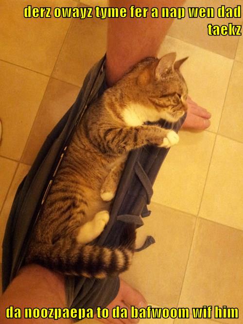 Nap time - Lolcats - lol | cat memes | funny cats | funny cat pictures ...