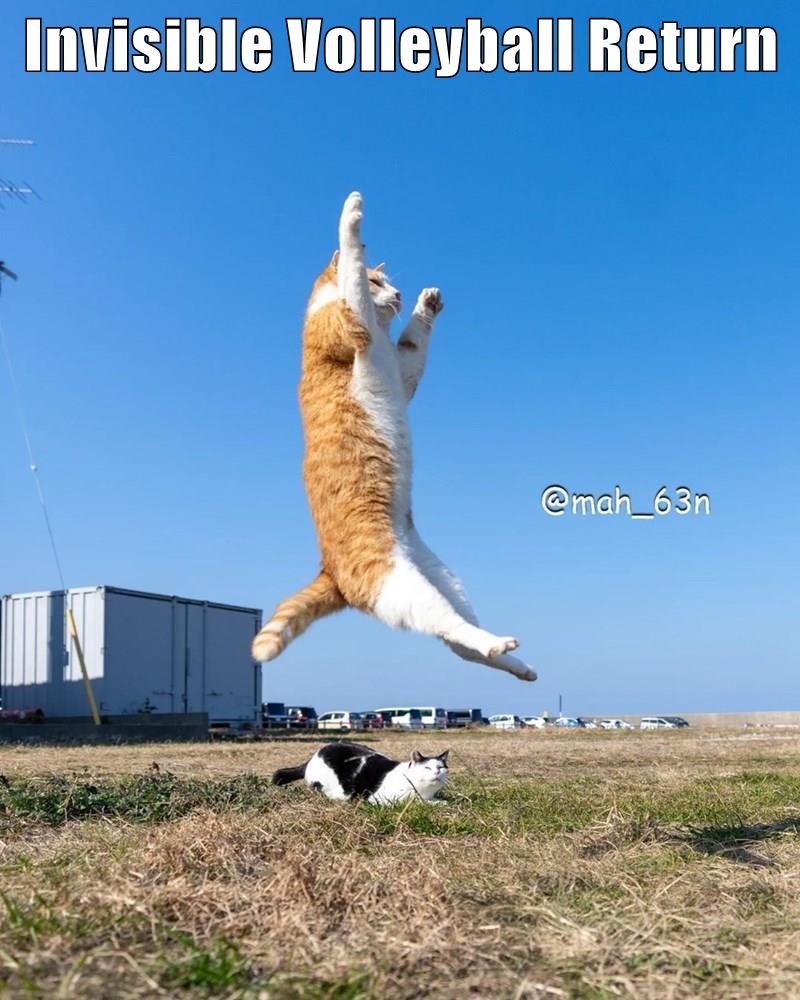 Invisible volleyball return - Lolcats - lol | cat memes | funny cats ...