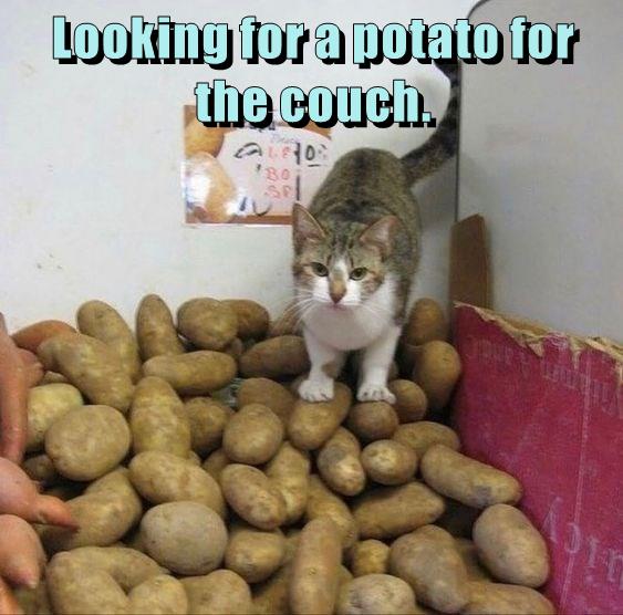 Looking for a potato for the couch. - Lolcats - lol | cat memes | funny ...