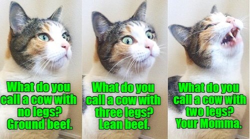 Comic Cat practices routine with his humans. - Lolcats - lol | cat ...