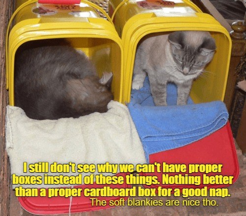 Best place for a nap - Lolcats - lol | cat memes | funny cats | funny ...