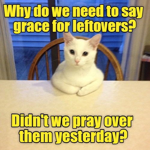 Questions questions - Lolcats - lol | cat memes | funny cats | funny ...