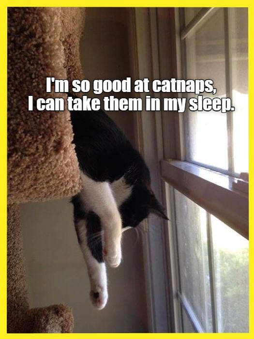 I'm So Good At Catnaps, I Can Take Them In My Sleep - Lolcats - Lol 