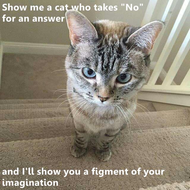 Funny cat shows hot sale