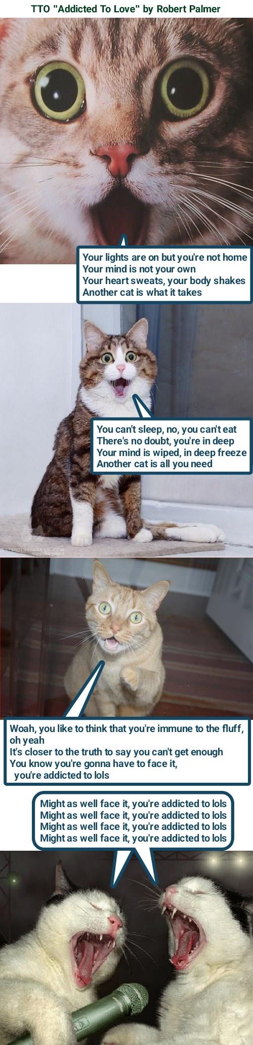 Meet Mary Jane the Adorable Kitten, image size:500x2060