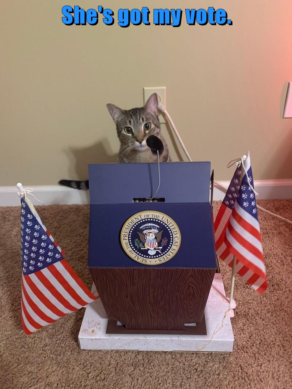 She's got my vote. - Lolcats - lol | cat memes | funny cats | funny cat ...