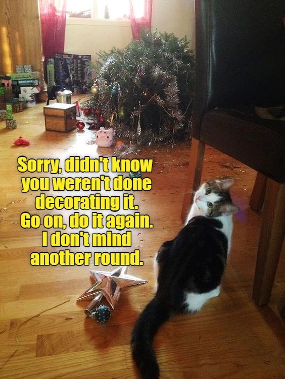 Christmas kitty meme