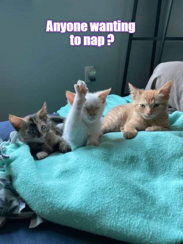 raise-your-paw-lolcats-lol-cat-memes-funny-cats-funny-cat