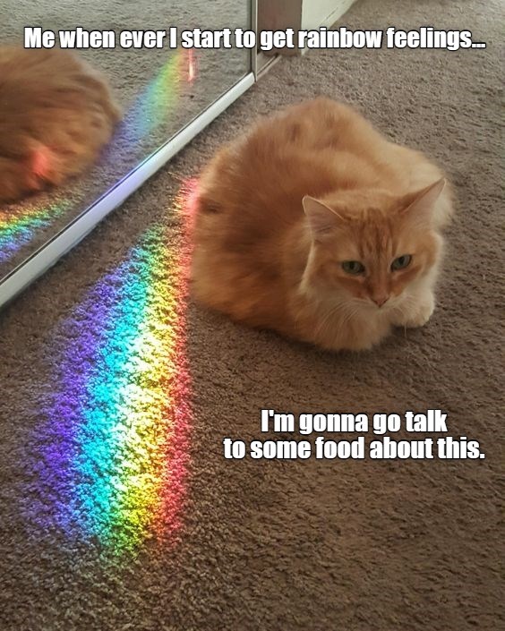 Rainbow Feelings - Lolcats - Lol 