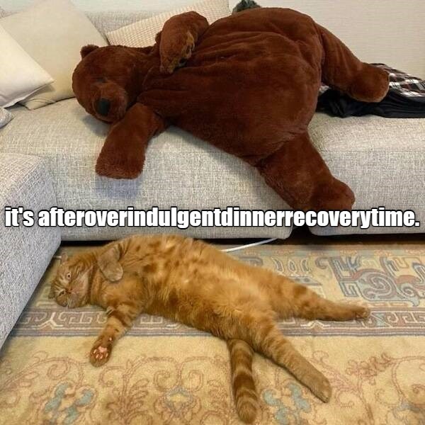 afteroverindulgentdinnerrecoverytime - Lolcats - lol | cat memes ...