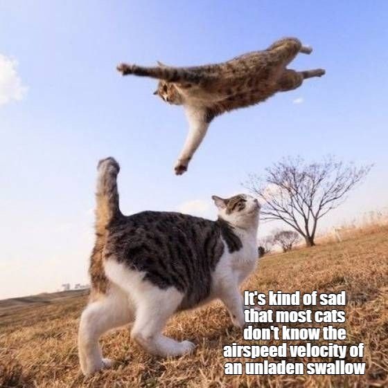 But unladen cats? It's pretty common knowledge - Lolcats - lol | cat ...