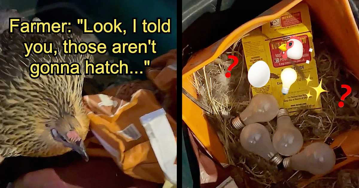 Animal Comedy - silkie-chickens - Animal Comedy - Animal Comedy, funny