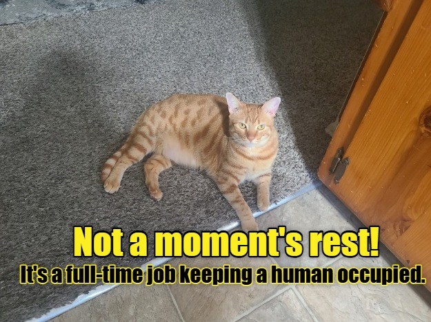 Hard work for a simple house cat