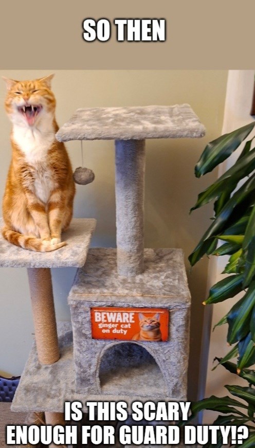 Who needs a dog anyway?