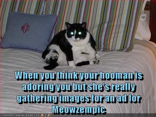 Meowzempic