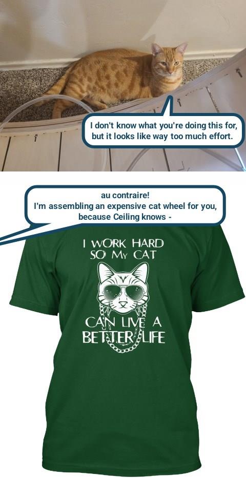 Catslave motivation