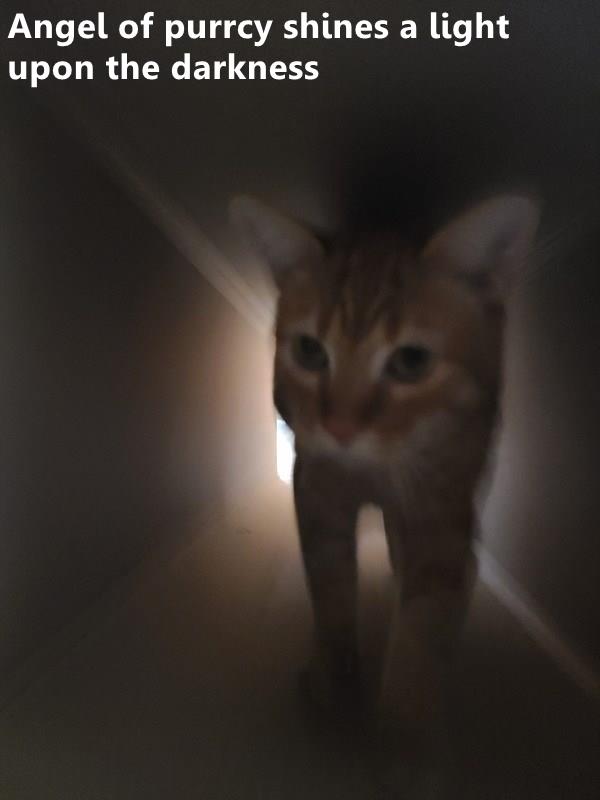 Angel of purrcy