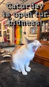 Caturday is open fur bidness!