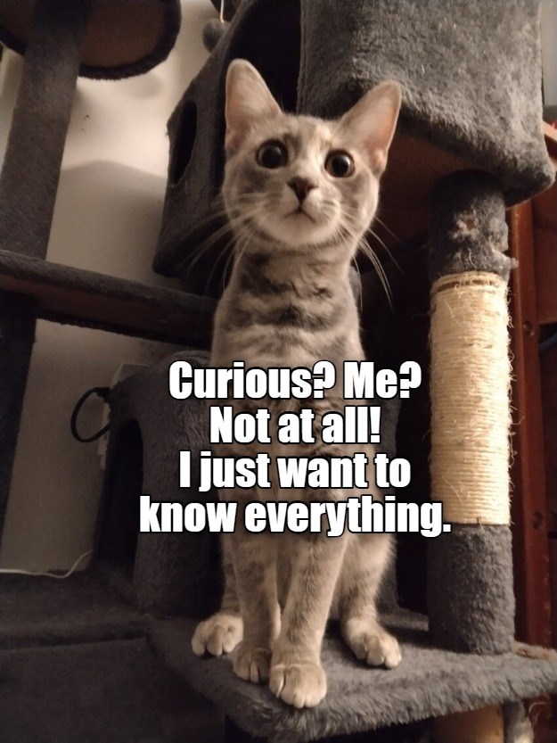 Curious? Me?