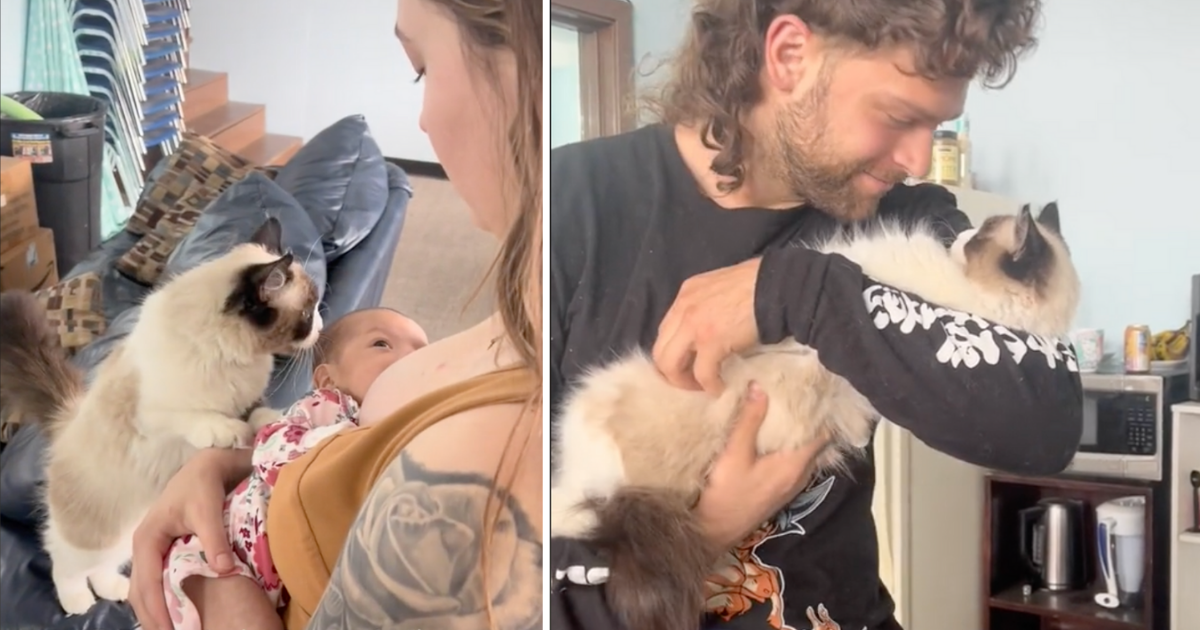 I Can Has Cheezburger? Babies Funny Animals Online Cheezburger