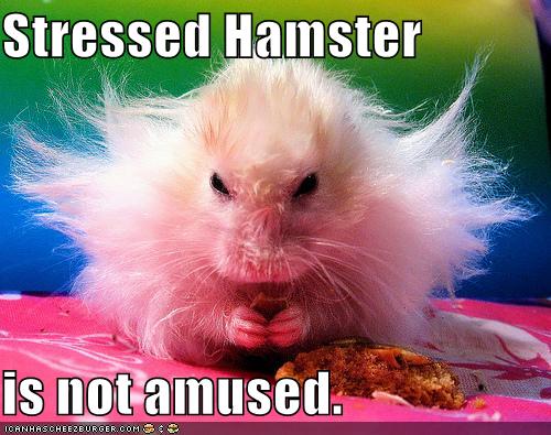 stressed hamster