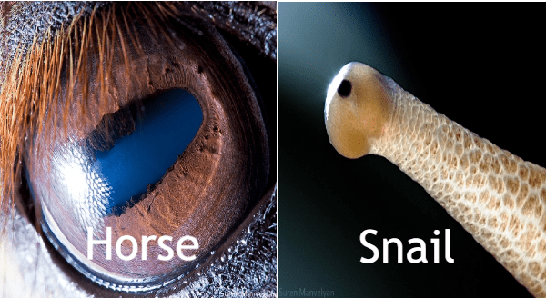 Beautiful Close Up Photos Of Animal Eyes By Armenian Photographer