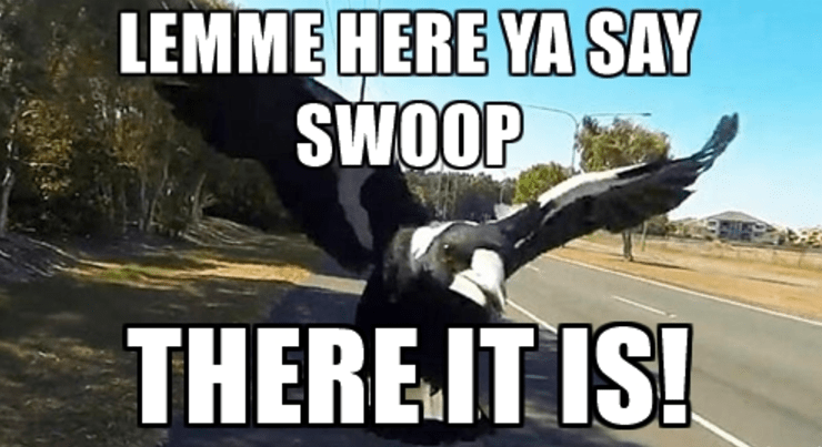 It's Swooping Season So Be Warned, Australian Magpies Have 