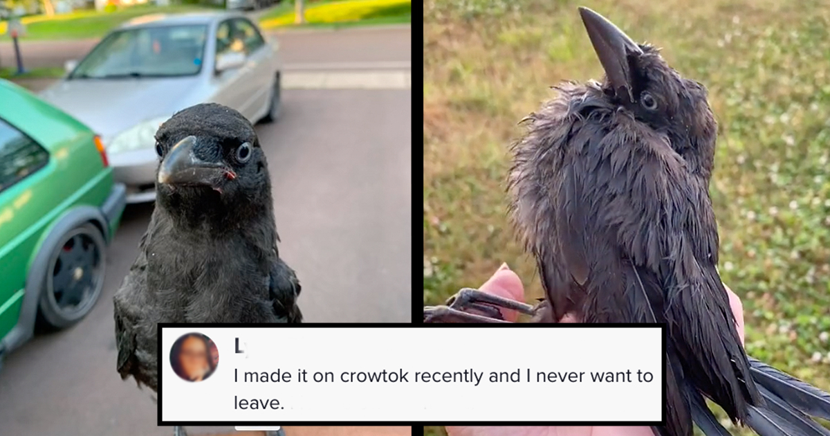 Ultimate Summer Goal: Learn How to Befriend Your Local Crows and Become ...