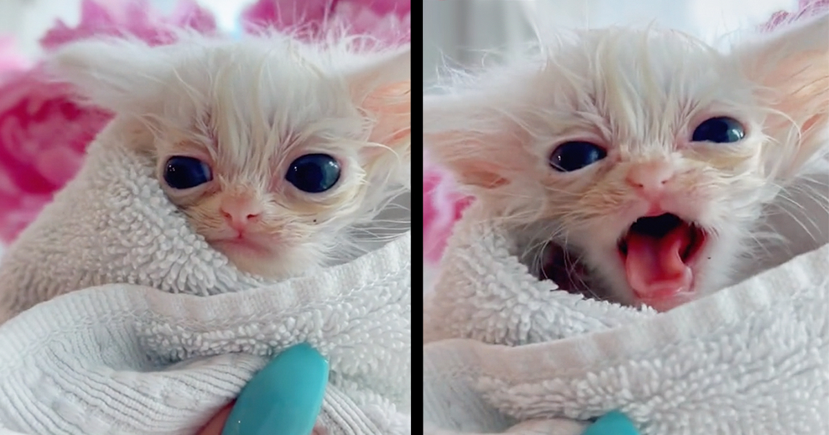 Very Smol Wet Baby Kitten Does Not Like Bath Time And Has A Lot To Say   Very Smol Wet Baby Kitten Does Not Like Bath Time And Has A Lot To Say About It