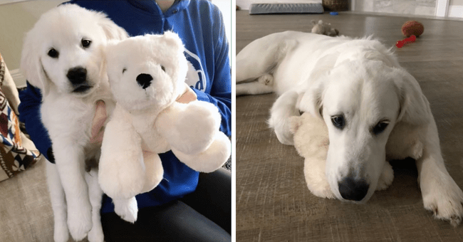 English cream golden retriever stuffed clearance animal