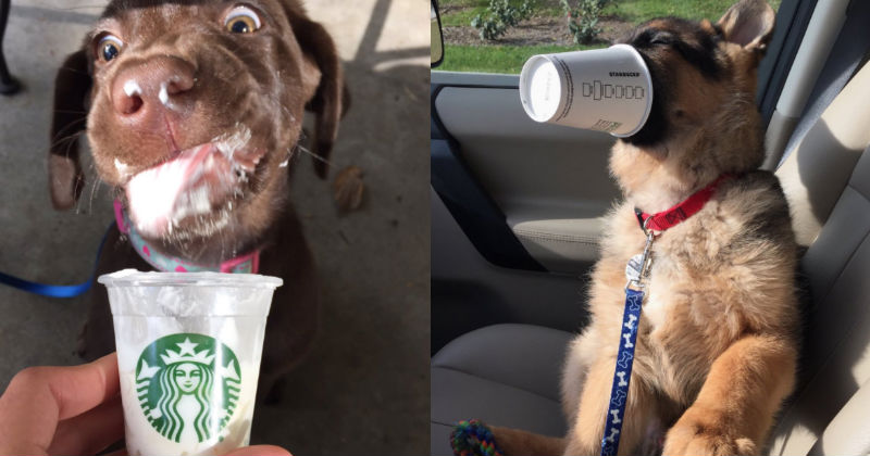 For These Basic Dogs, Starbucks Puppuccinos Are Life I Can Has