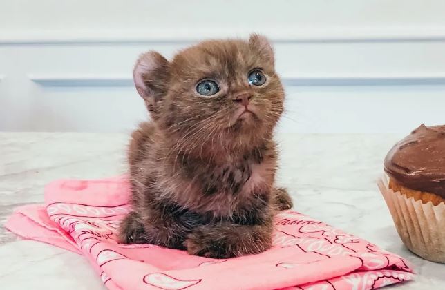 kitten and teddy bear