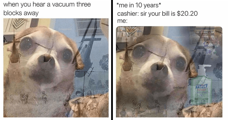 Ptsd Chihuaha Memes Are About Terrifying Flashbacks Memebase Funny Memes