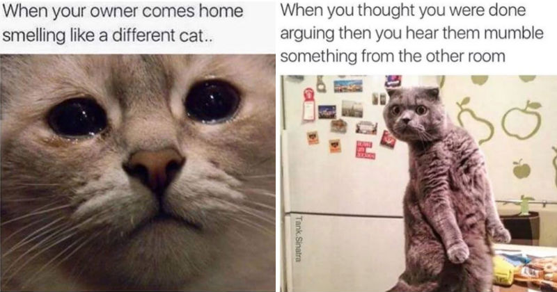 15 Moments When Relatable Cat Memes Made You Giggle - I Can Has ...