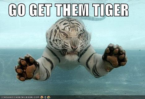 GO GET THEM TIGER - Cheezburger - Funny Memes | Funny Pictures