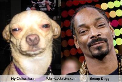 My Chihuahua TotallyLooksLike.com Snoop Dogg - Cheezburger - Funny ...