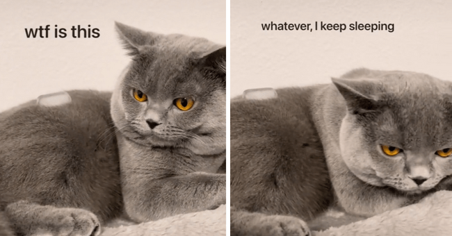 People Catch Their Cats’ Pawdorable Reactions to Having an Ice Cube ...