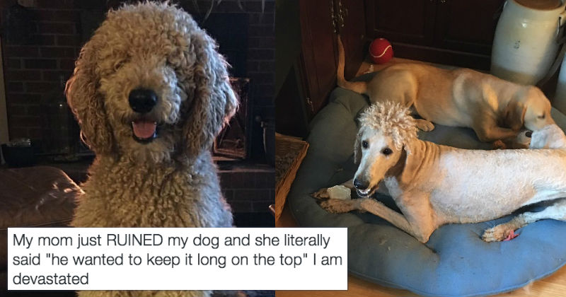 Girl Can't Deal with Her Dog's Shocking New Haircut and Goes to Twitter