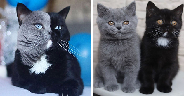 Chimera Cat Dad Welcomes Kittens Of Every Color I Can Has Chimera Cat Dad Welcomes Kittens Of Every Color I Can Has