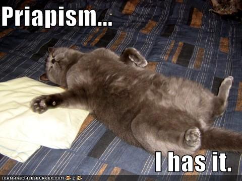 Funny cats