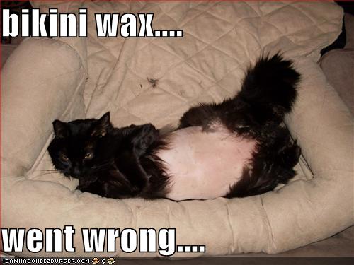 Bikini Wax Went Wrong Cheezburger Funny Memes Funny Pictures