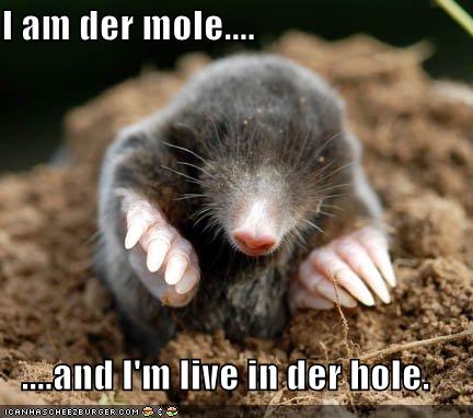 I am der mole.... ....and I'm live in der hole. - Cheezburger - Funny ...