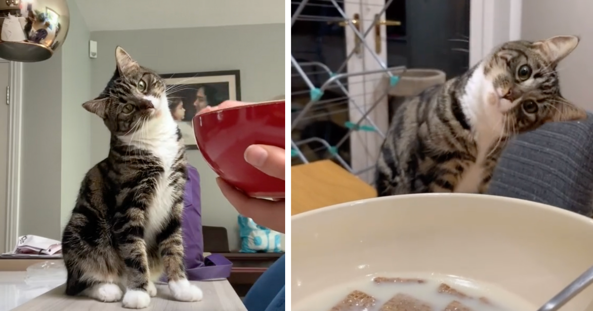 Head Tilts And Tons Of Cat Confusion As Hooman Devours A Bowl Of Cereal