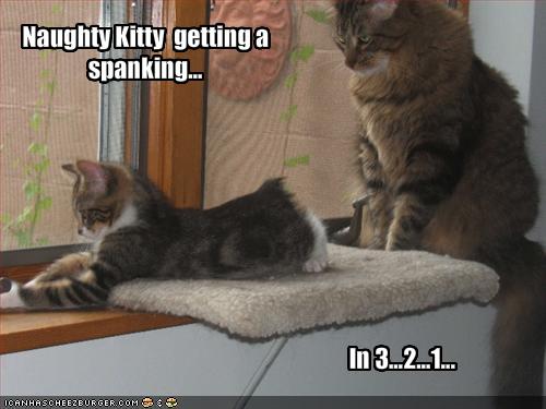 Naughty Kitty getting a spanking - Cheezburger - Funny Memes  Funny Pictures