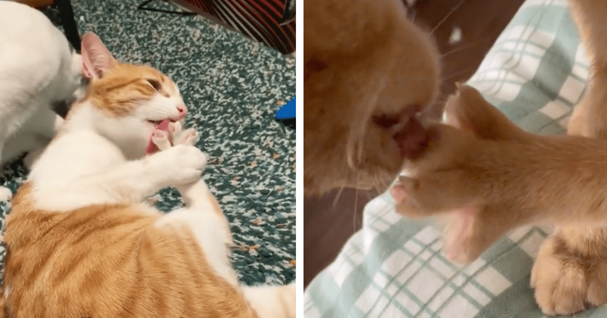 Orange Cats Capitalize On Their One And Only Skill Set: Aggressively Cleaning Their Toes