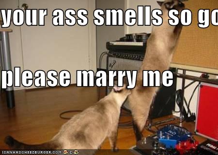 Your Ass Smells So Good Please Marry Me Cheezburger Funny Memes Funny Pictures