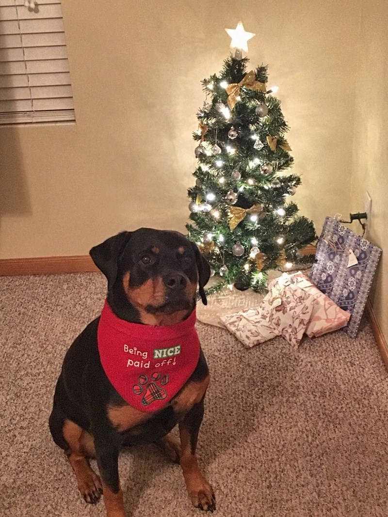 Tree of the Day People Are Making Christmas Trees for Their Dogs and