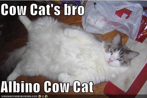 Cow Cat S Bro Albino Cow Cat Cheezburger Funny Memes Funny