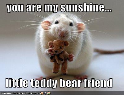 you are my sunshine teddy bear